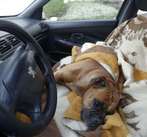 Perro encerrado en un coche en Lugo Perro encerrado en un coche en Lugo
