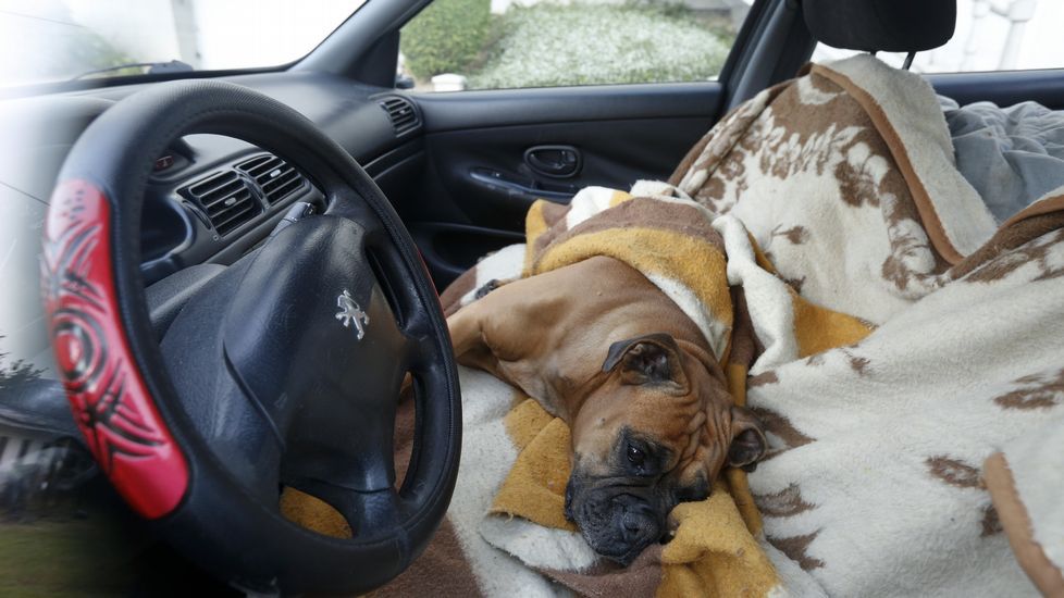 ¿Es legal romper la ventanilla de un coche para sacar a un perro encerrado al sol? ¿Es legal romper la ventanilla de un coche para sacar a un perro encerrado al sol?