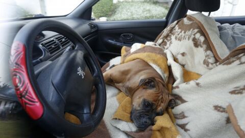 Perro encerrado en un coche en Lugo