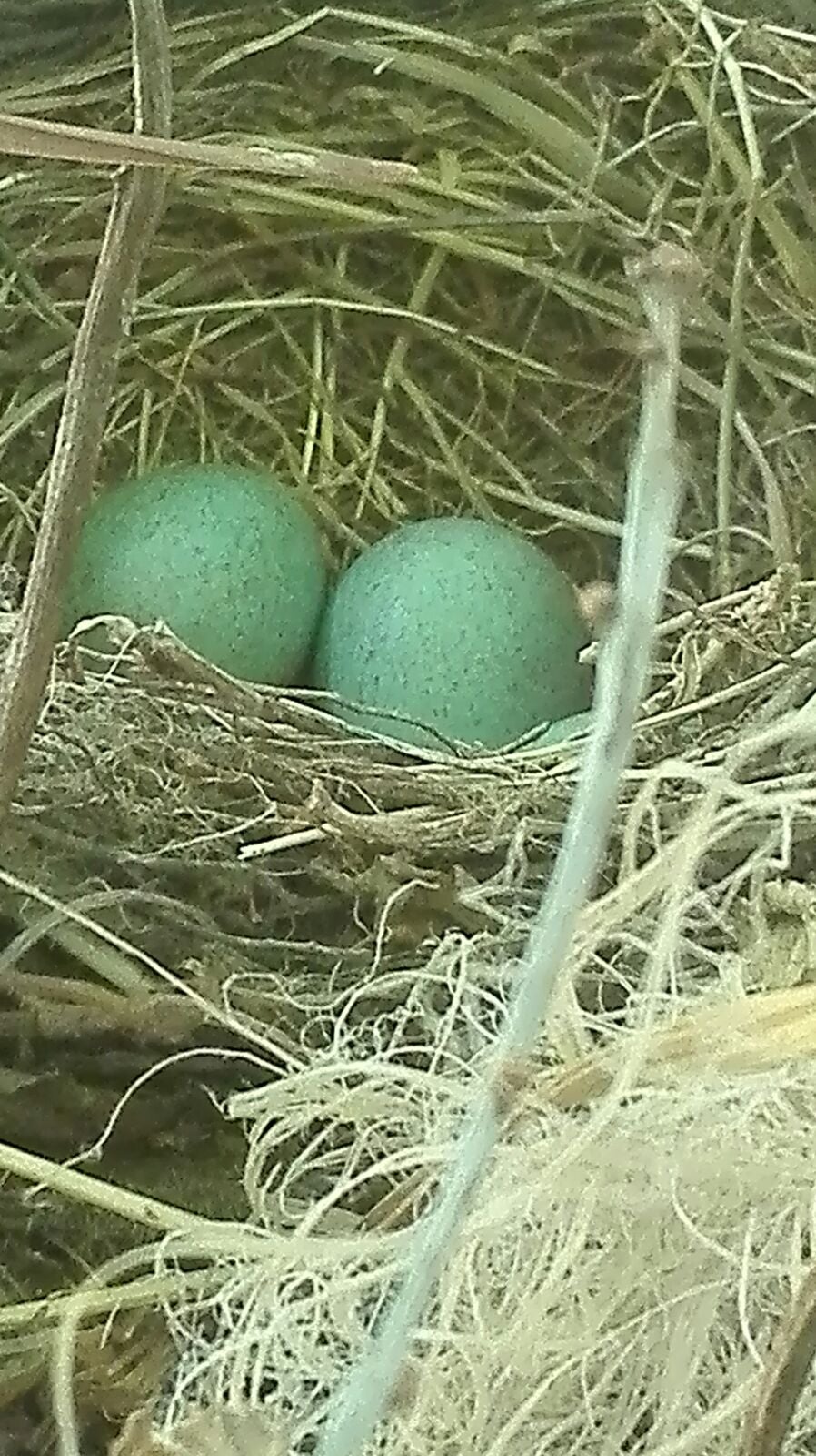 El curioso patrón en los huevos del tordo El curioso patrón en los huevos del tordo