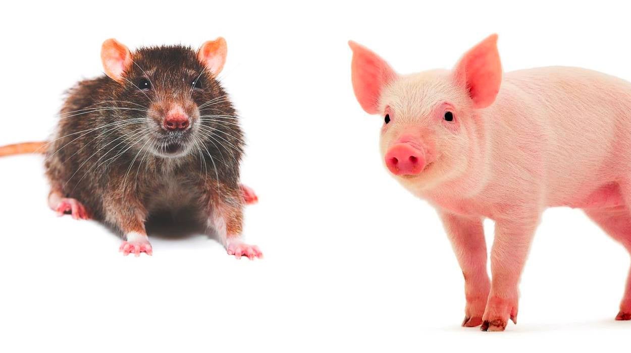 Tertulia Zona Cero: Juicios a ratas y cerdos en la Edad Media Tertulia Zona Cero: Juicios a ratas y cerdos en la Edad Media