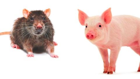 Rata y cerdo