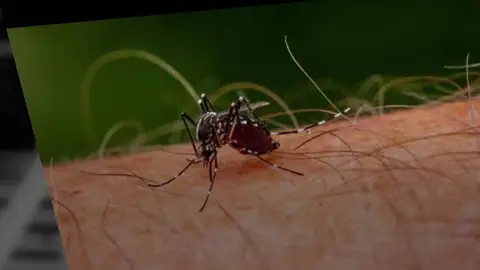 Frame 6.760645 de: 5 razones por las que podrías estar atrayendo a los mosquitos Frame 6.760645 de: 5 razones por las que podrías estar atrayendo a los mosquitos