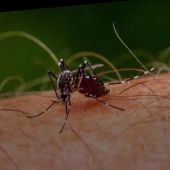 Frame 6.760645 de: 5 razones por las que podrías estar atrayendo a los mosquitos