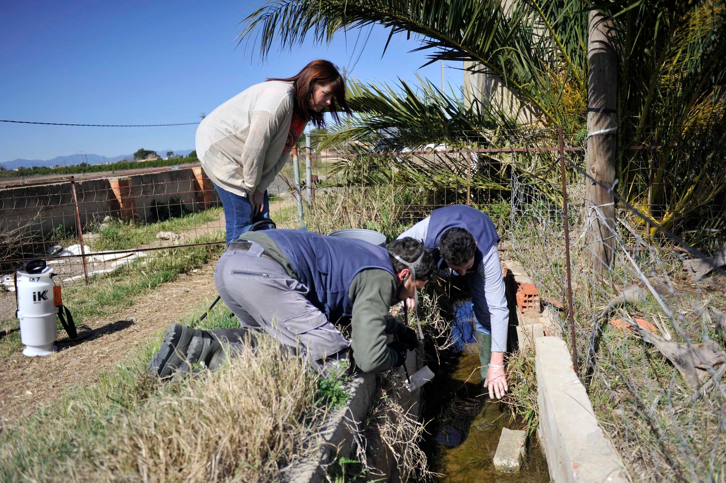 Castellón intensifica la lucha contra la plaga de mosquitos ante la subida de las temperaturas Castellón intensifica la lucha contra la plaga de mosquitos ante la subida de las temperaturas