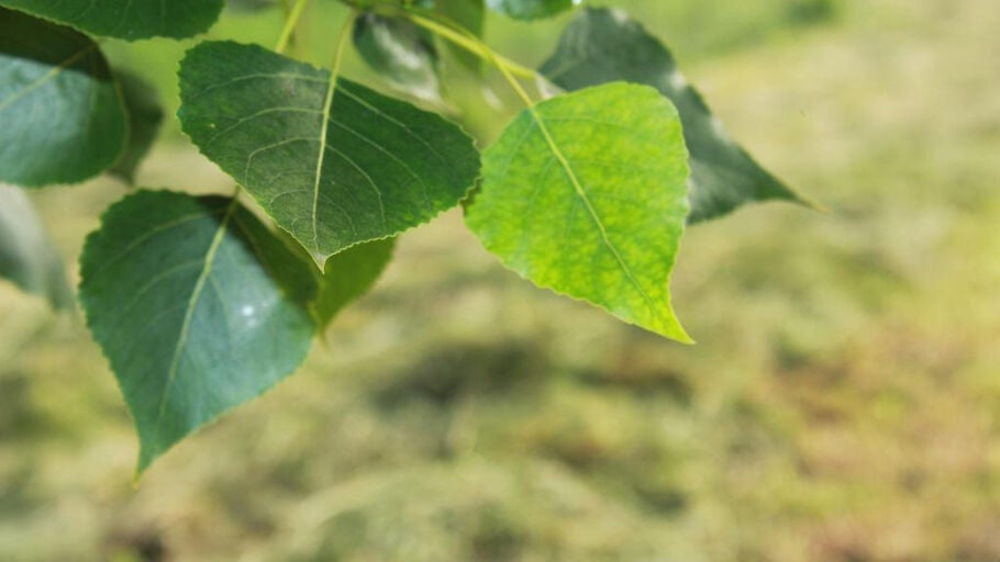 Una ecuacion ayuda a explicar la adaptacion de las plantas al cambio climatico