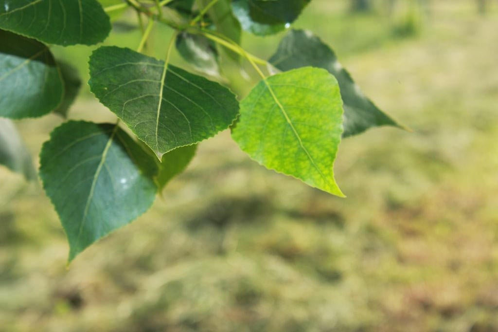 Los secretos del mundo de las plantas