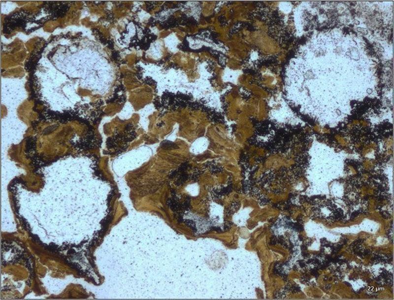 Hallada en Australia la evidencia de vida terrestre más antigua del planeta Hallada en Australia la evidencia de vida terrestre más antigua del planeta