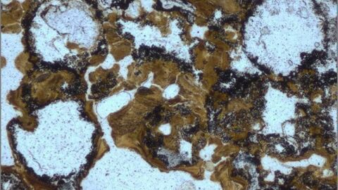 Detalle de microestromatilitos fosilizados o burbujas en una estructura de capas de roca encontradas en Pilbara (Australia)
