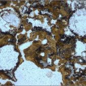 Detalle de microestromatilitos fosilizados o burbujas en una estructura de capas de roca encontradas en Pilbara (Australia)