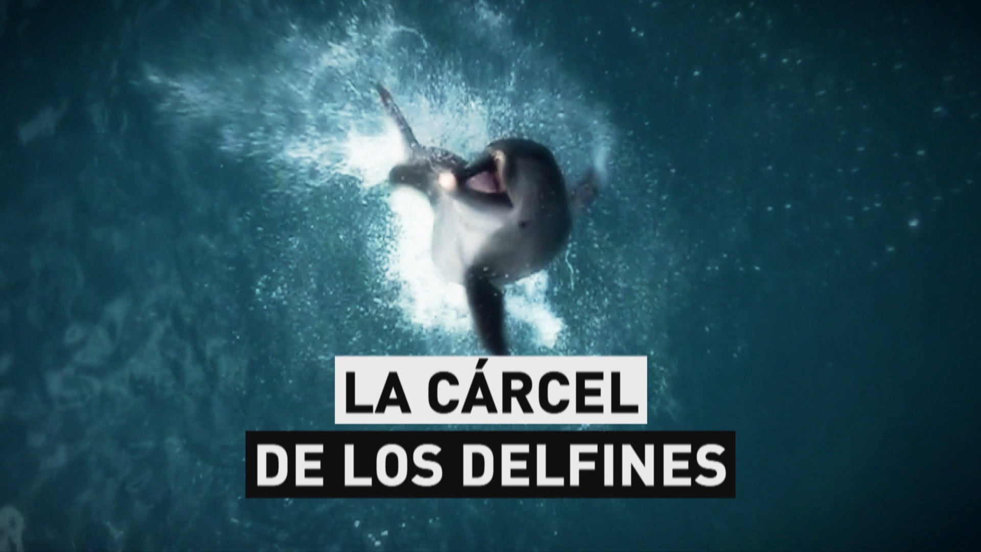 Francia prohíbe las orcas y delfines en cautividad Francia prohíbe las orcas y delfines en cautividad