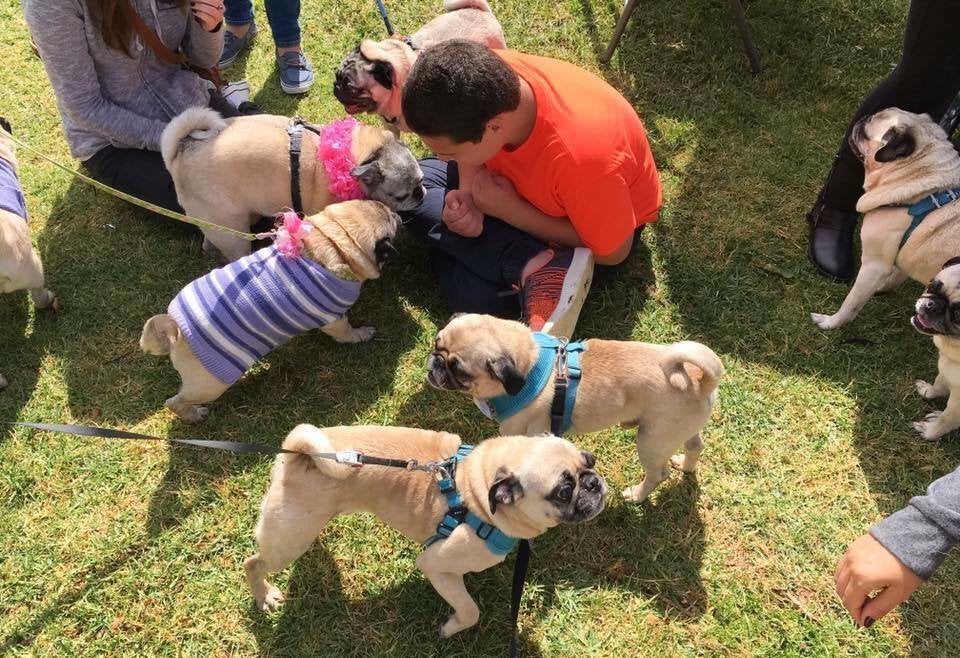 80 perros carlinos celebran el cumpleaños de un niño autista 80 perros carlinos celebran el cumpleaños de un niño autista