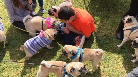 Andrew celebra su fiesta de cumplea&ntilde;os con m&aacute;s de 80 carlinos gracias a la sorpresa de su hermana