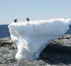 La vida vegetal de la Antártida crece debido al cambio climático La vida vegetal de la Antártida crece debido al cambio climático