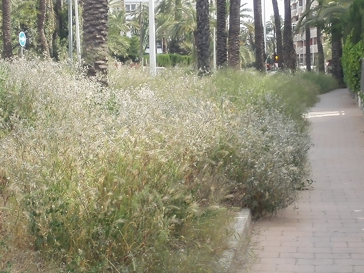 Ilicitanos por Elche denuncia que hay zonas en la vía pública con maleza de medio metro Ilicitanos por Elche denuncia que hay zonas en la vía pública con maleza de medio metro