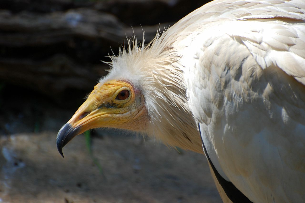 Descubren que los guirres de Fuerteventura se maquillan Descubren que los guirres de Fuerteventura se maquillan