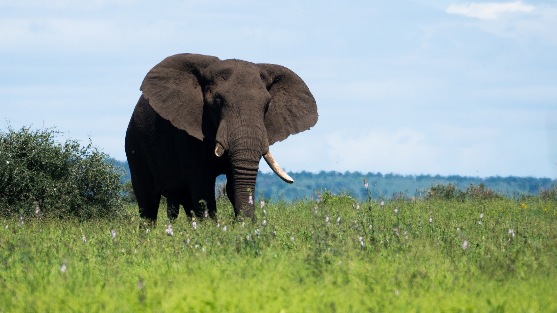 Muere un turista español en un parque natural de Etiopía al ser embestido por un elefante Muere un turista español en un parque natural de Etiopía al ser embestido por un elefante