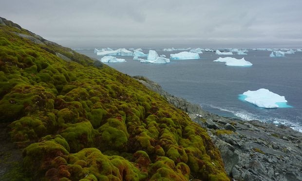 La Antártida cada vez más verde