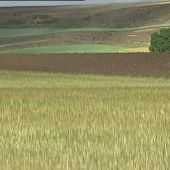 Frame 7.088814 de: La sequía sigue afectando a la agricultura: se ha perdido entre el 80% y el 100% de la cosecha del cereal 