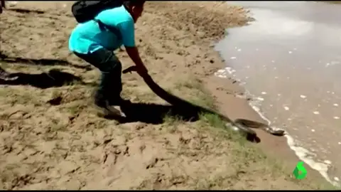 Rescatan a una anaconda de cuatro metros Rescatan a una anaconda de cuatro metros