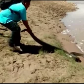 Rescatan a una anaconda de cuatro metros Rescatan a una anaconda de cuatro metros