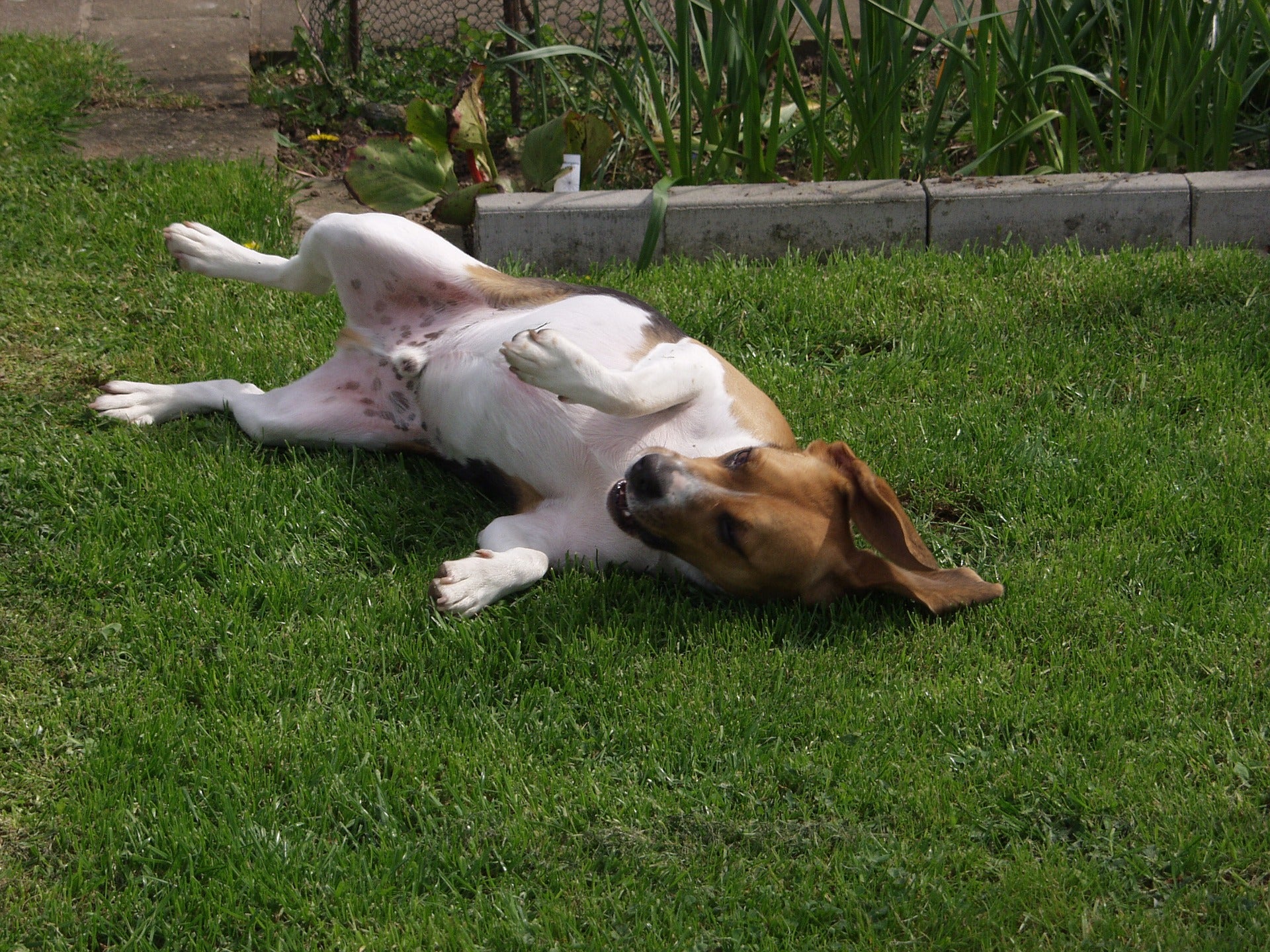¿Por qué se restriegan los perros en animales muertos o heces? ¿Por qué se restriegan los perros en animales muertos o heces?