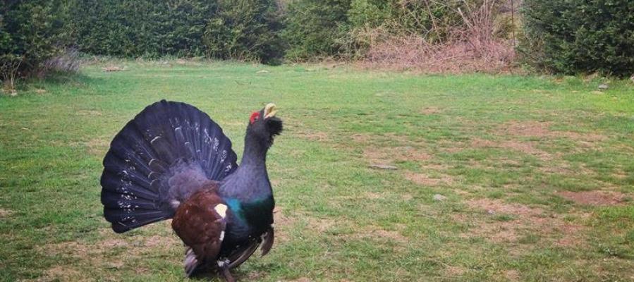 Imagen de un urogallo macho facilitado por el Gobierno aragonés Imagen de un urogallo macho facilitado por el Gobierno aragonés