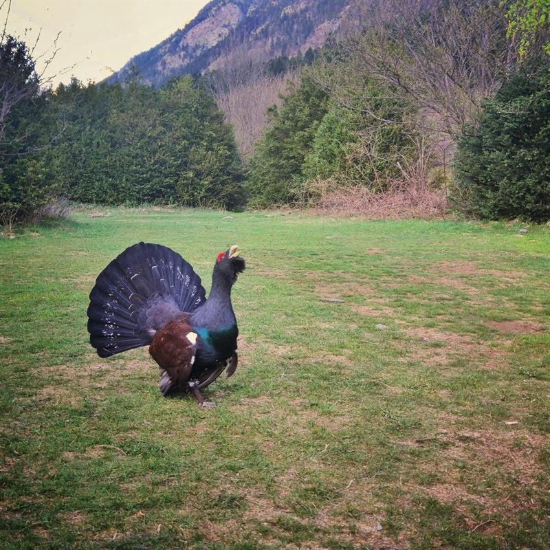 Muere un urogallo por el acosos de los turistas en Benasque Muere un urogallo por el acosos de los turistas en Benasque