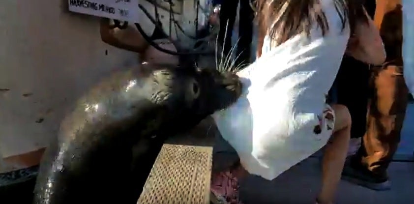 La niña mordida por un león marino, infectada por las bacterias de la boca del animal La niña mordida por un león marino, infectada por las bacterias de la boca del animal