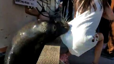 Un le&oacute;n marino arrastra a una ni&ntilde;a hasta el agua