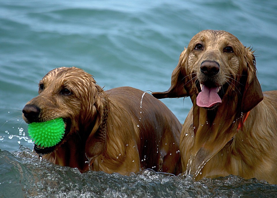 More: Dogbuddy, la web que pone en contacto a dueños y cuidadores para evitar el abandono animal More: Dogbuddy, la web que pone en contacto a dueños y cuidadores para evitar el abandono animal