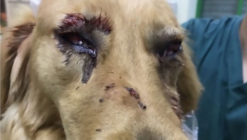 Denuncian las graves heridas que sufrió un perro en los ojos y todo el cuerpo por los trabajadores de aeropuerto | Onda Cero