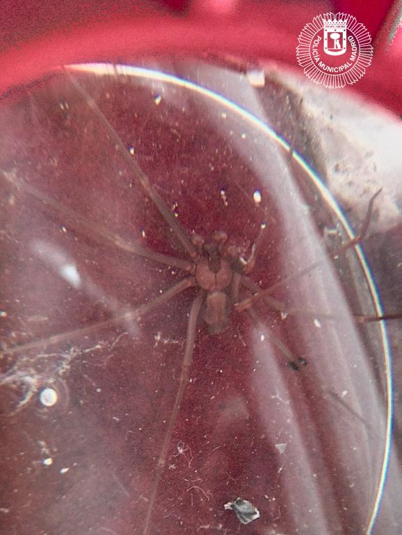 Un vecino de Madrid encuentra en su baño una peligrosa araña "violinista" Un vecino de Madrid encuentra en su baño una peligrosa araña "violinista"