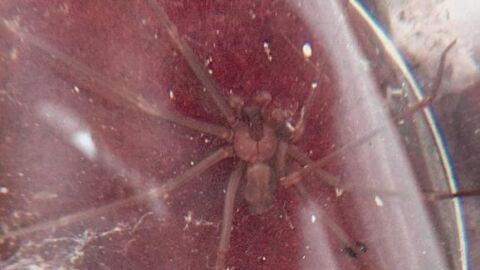 Ejemplar de ara&ntilde;a violinista