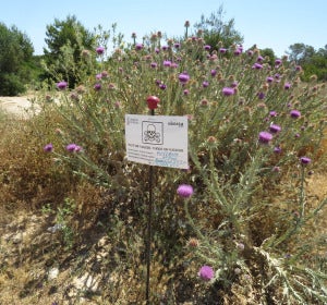 Cartel advirtiendo del uso de glifosato en las dunas del Carabassí de Elche. Cartel advirtiendo del uso de glifosato en las dunas del Carabassí de Elche.