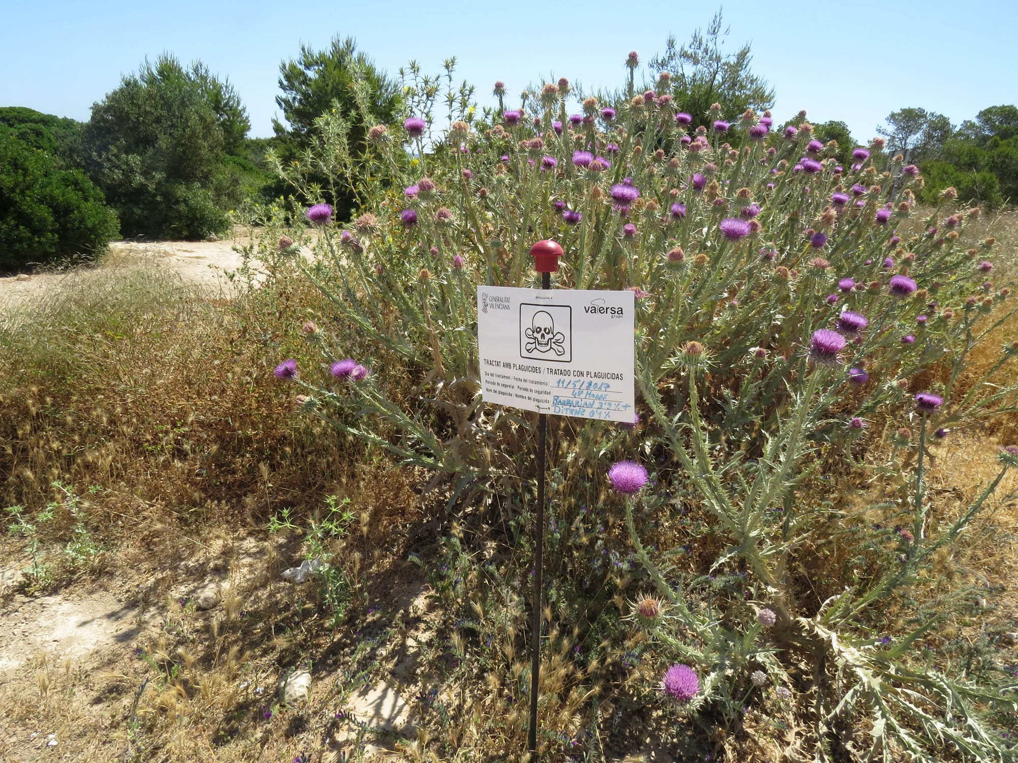 AHSA pide la eliminación completa del uso de herbicidas químicos AHSA pide la eliminación completa del uso de herbicidas químicos