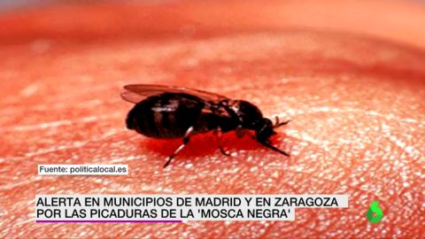 Mosca Negra