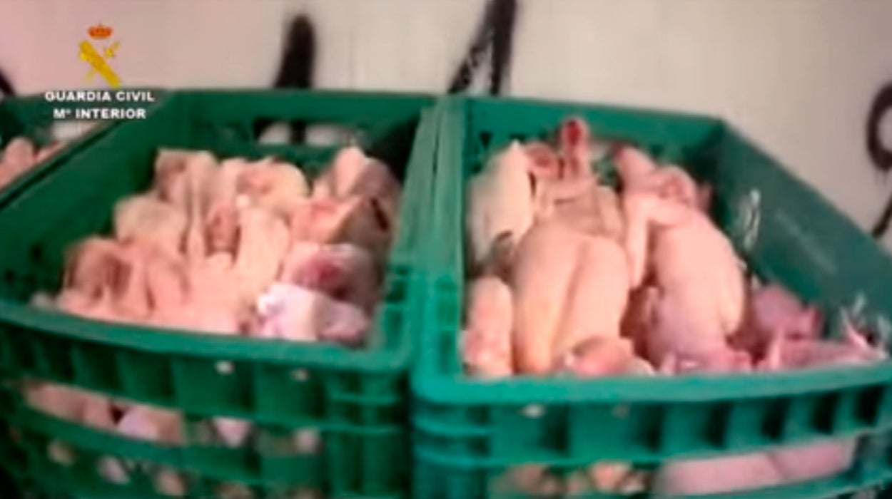 Desmantelan un almacén de carne con ratas y pájaros muertos para tiendas magrebíes Desmantelan un almacén de carne con ratas y pájaros muertos para tiendas magrebíes