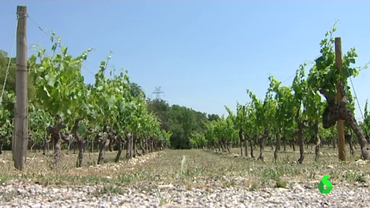 La Unión pide que se respete un precio de al menos el coste de producción de la uva, situándolo sobre los 0,58 euros por kilo La Unión pide que se respete un precio de al menos el coste de producción de la uva, situándolo sobre los 0,58 euros por kilo