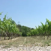 Viñedos Viñedos