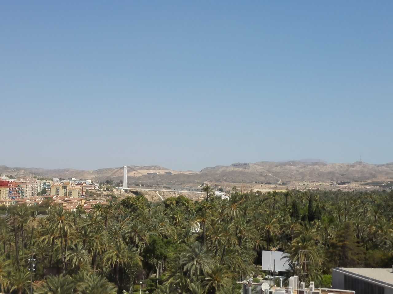 Elche proyecta invertir 600.000 euros en los próximos tres años para la poda del Palmeral Elche proyecta invertir 600.000 euros en los próximos tres años para la poda del Palmeral