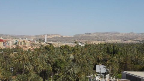 Palmeral