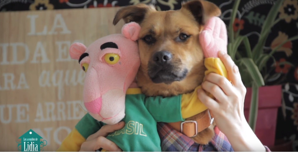 Perros que piden ser adoptados protagonizan el nuevo videoclip de 'Despacito' Perros que piden ser adoptados protagonizan el nuevo videoclip de 'Despacito'