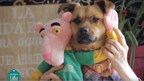 Uno de los perros que protagonizan 'Tu perrito', basado en la popular 'Despacito', de Luis Fonsi y Daddy Yankee