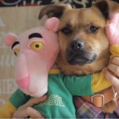 Uno de los perros que protagonizan 'Tu perrito', basado en la popular 'Despacito', de Luis Fonsi y Daddy Yankee