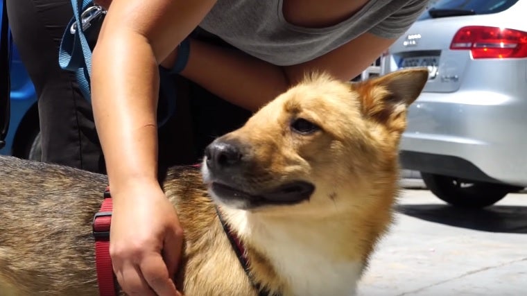 Piden ayuda para operar a Sky, un perro al que le partieron la cabeza por la mitad Piden ayuda para operar a Sky, un perro al que le partieron la cabeza por la mitad