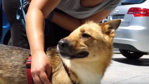 Sky, el perro con media cabeza partida