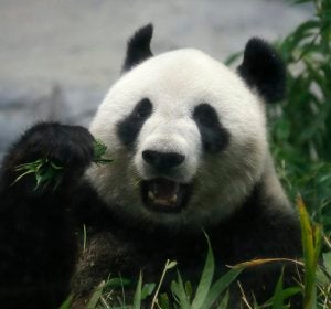 Panda gigante (12-06-2017) Panda gigante (12-06-2017)