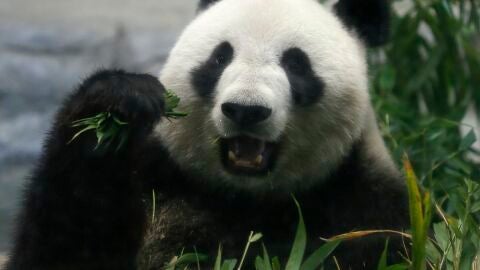 El panda gigante Shin Shin come bamb&uacute; en el Parque Zool&oacute;gico de Ueno en Tokio, Jap&oacute;n.