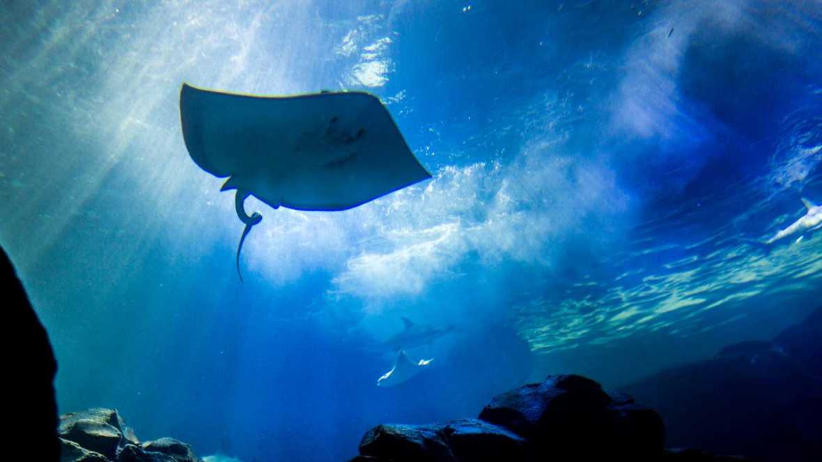 El mar y sus habitantes El mar y sus habitantes